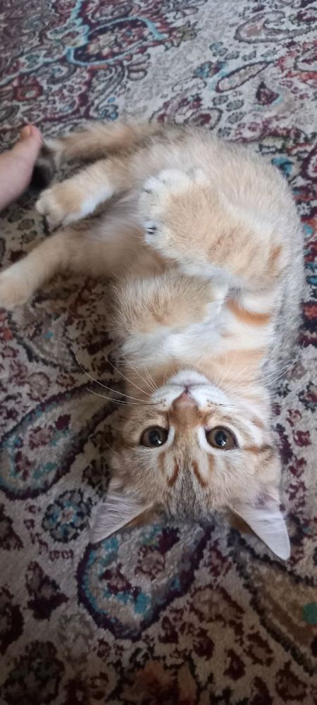 скоттиш страйт шотландский