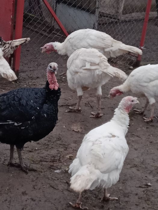 Vand curcanii 3 bucati