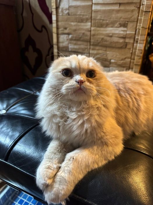Scottish fold longhair