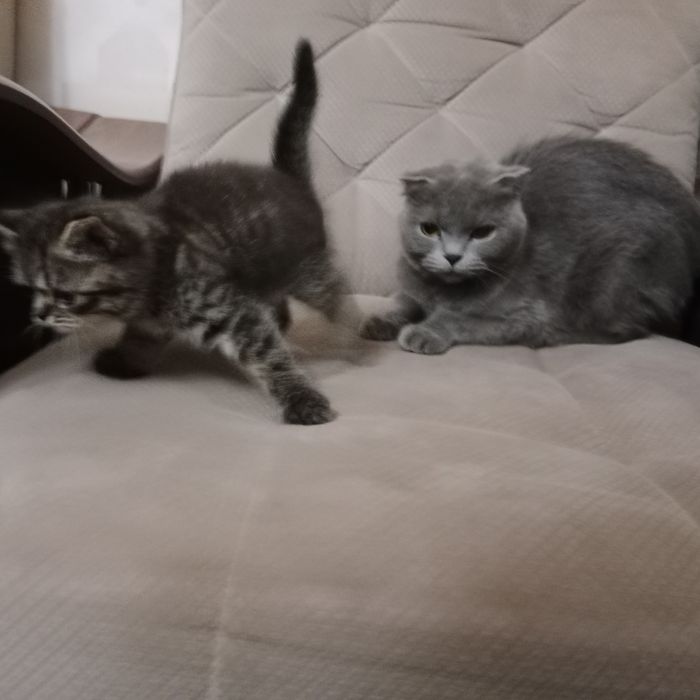 Sotiladi bolasini oganga onasi tekin