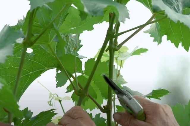 Чканка, дерево, виноград, формовка, жузим кесемиз, ағаш.