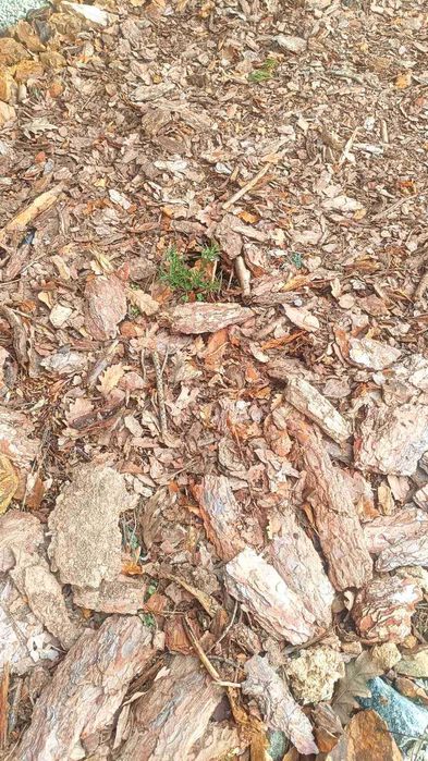 Мулч от борова дървесина и кори