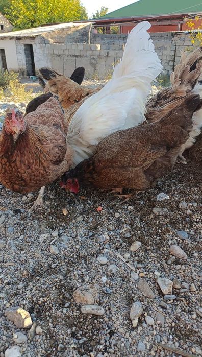 Қол тауықтарды сатылады