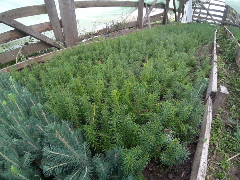 Puieti molid argintiu 2 ani de repicat-Picea pungens Glauca Kaibab