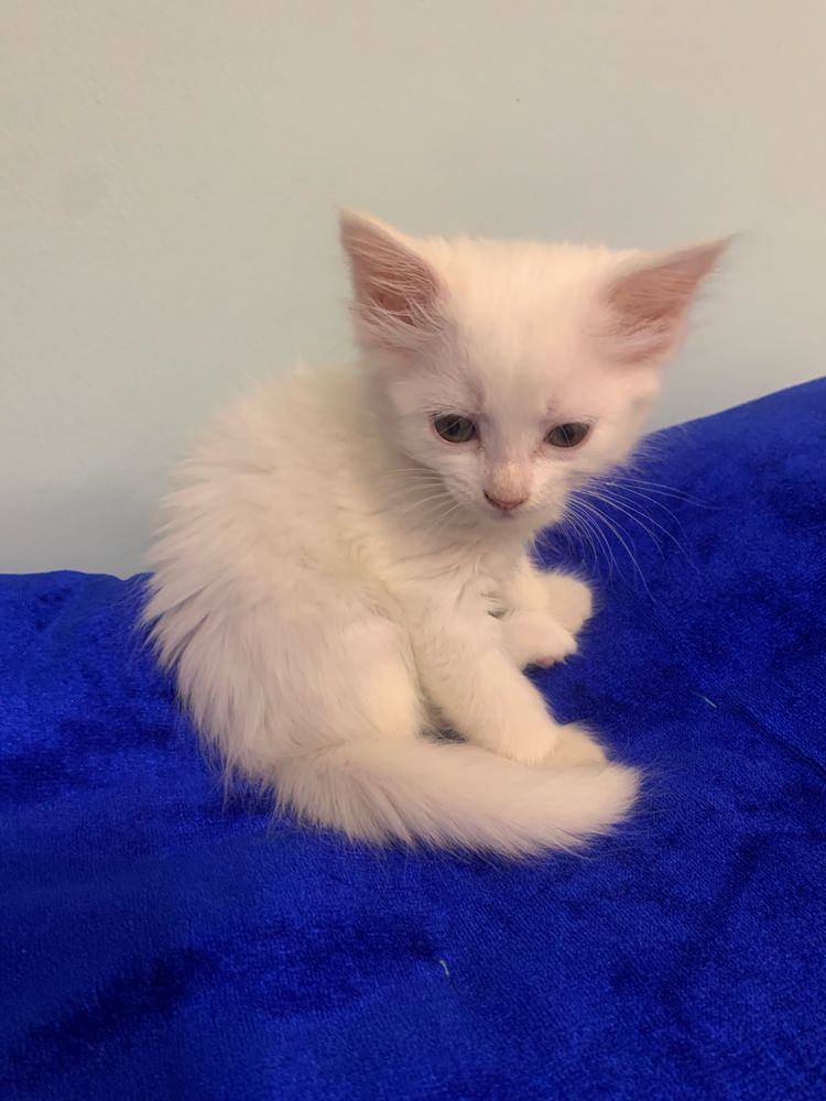 Кот мушук mushuk