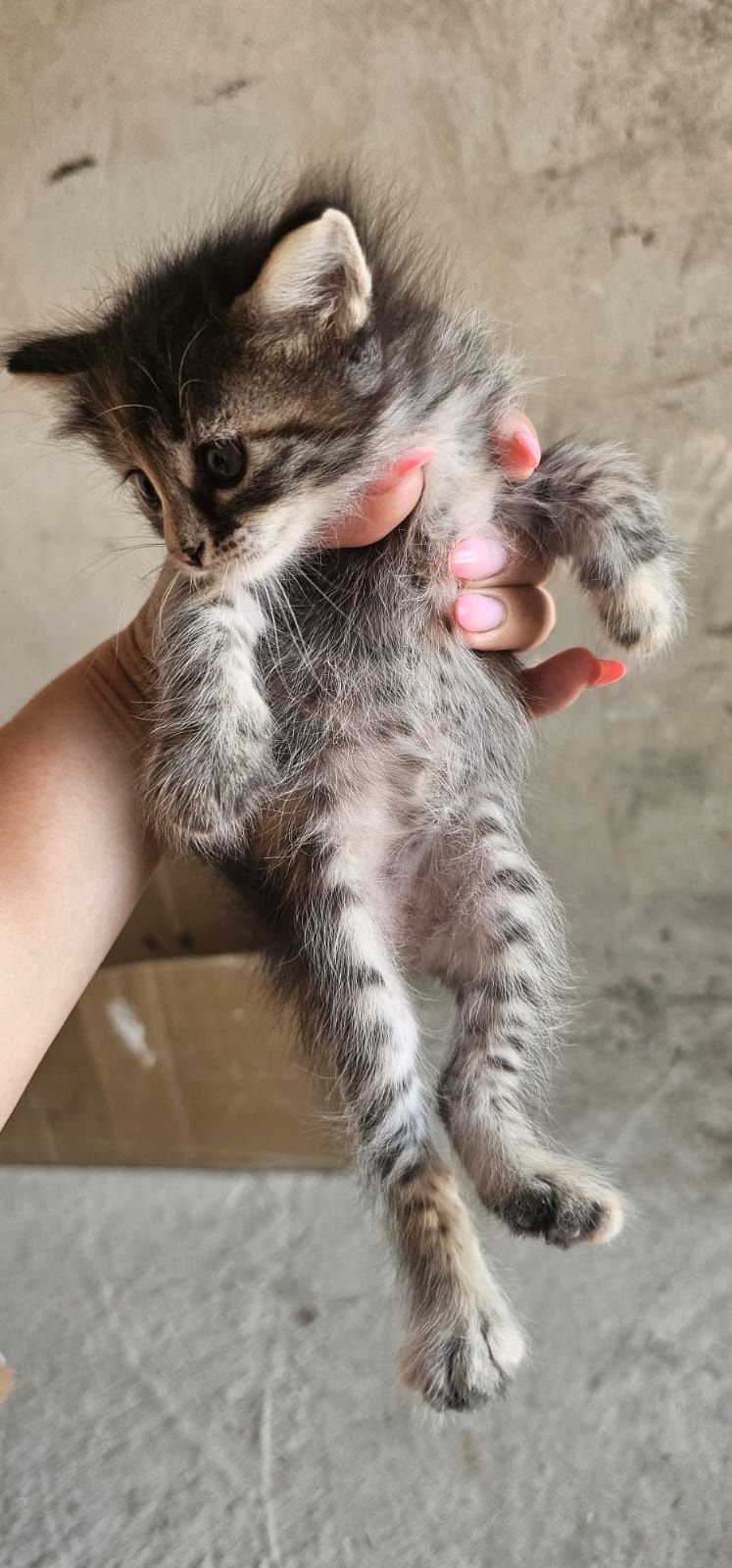 Котята только в добрые руки