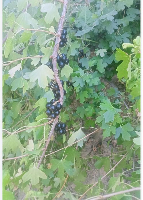 Смородина кучатлари 15 мингдан 1 тупи