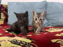 Отдам котят в хорошие руки . Красивые