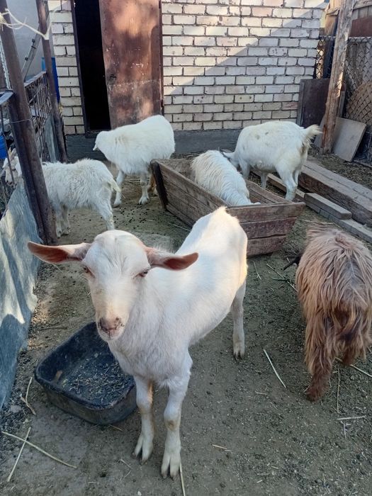 Теке матылады занен