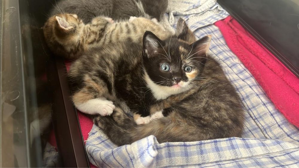Котята ищут дом, отдам котят