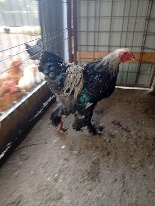 Pui de Brahma de vânzare