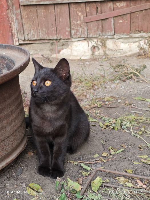 Отдам молодую кошечку