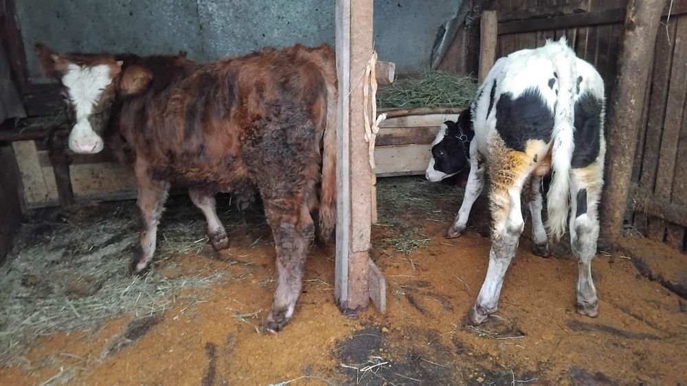 Vand 2 taurasi din minta artificiala