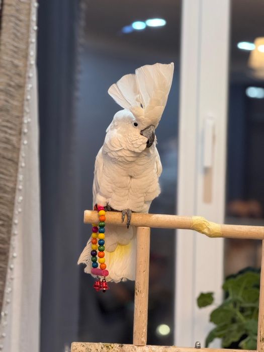 Продам какаду ручного