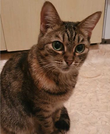 Айлура, кошка с экзотическими глазами.