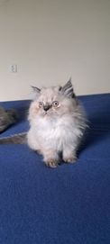 Малки сладки Персийски котенца на 2месецаколорпойнт