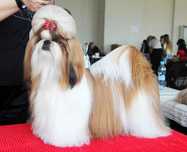 Catel Shihtzu MINI TOY Rasa Pura