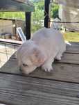 Bichon Mini Toy de vanzre