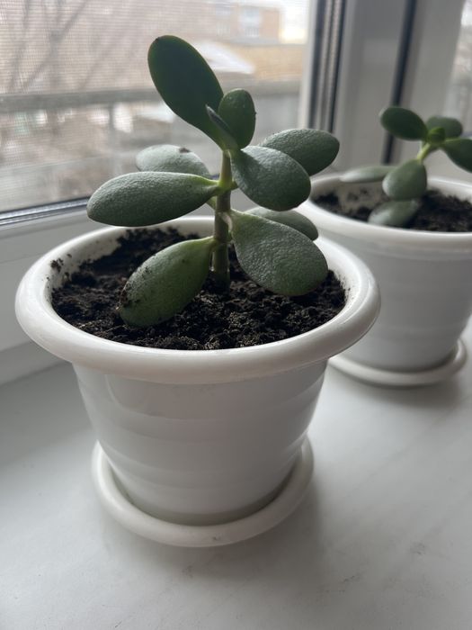 Продаю комнатные цветы, толстянка (денежное делево)