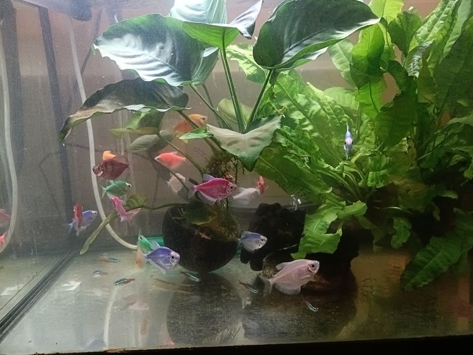Acvariu 80l cu pești și accesorii