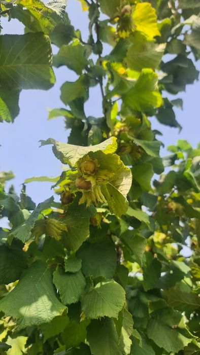 Vând alune de pădure de anul acesta