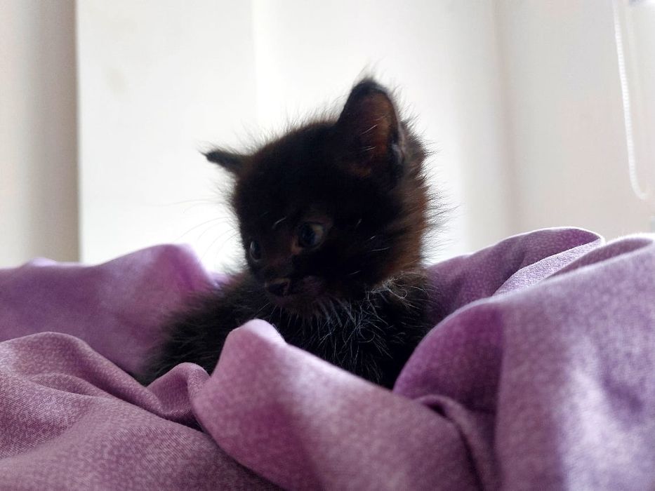 Котёнок бесплатно