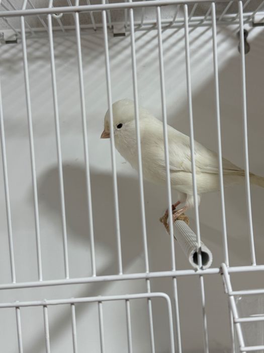 Canari roșii,albi,mozaic pe roșu de vanzare