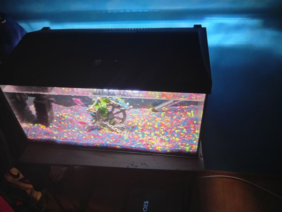 Vând acvariu 54 l cum se vede