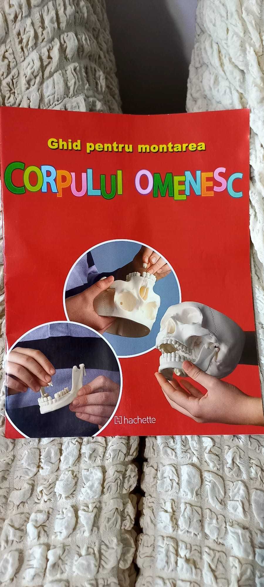 distreazate si descopera corpul omenesc construind un schelet