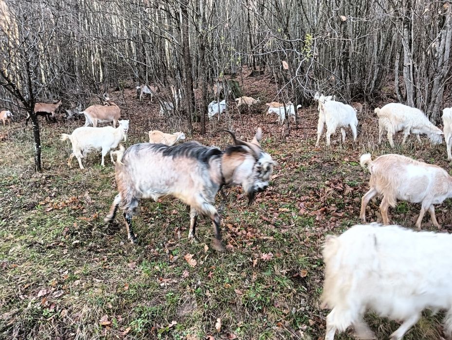 Vând țap de doi ani rasa nubian bun de prăsilă, sau schimb, vând iezi