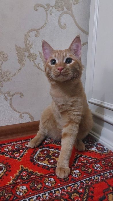 Ищу любящую семью для особенного рыжего котика — Апельсина