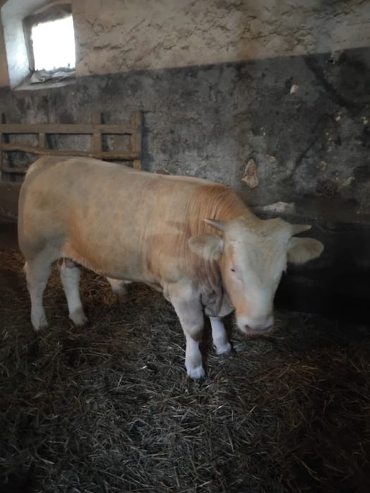 Tăuraș de Vanzare, are 10 luni .