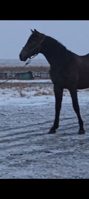 Продам жеребчика орловца