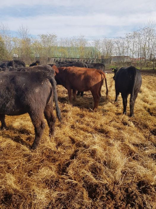 24 Vitele Gestante cu Certificat