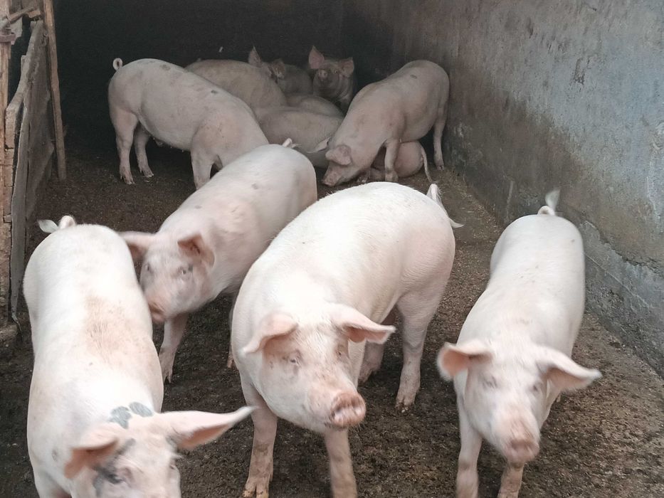 Свинско трупно пърлено месо на половинки