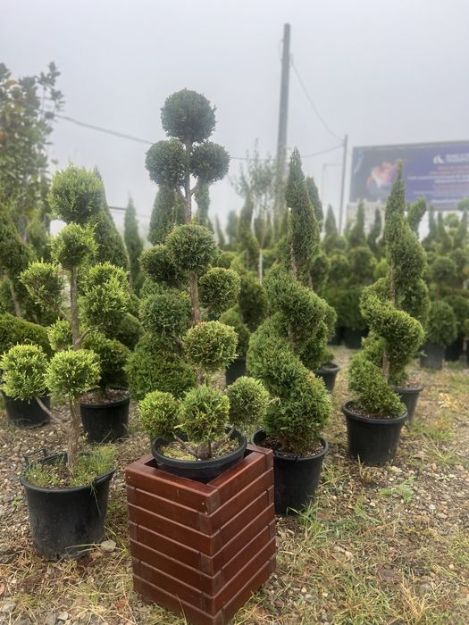 Plante ornamentale diferite specii si dimensiuni