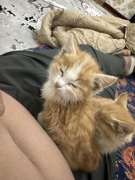 Отдам даром в хорошие руки три кота девочки недавно родились мама умер