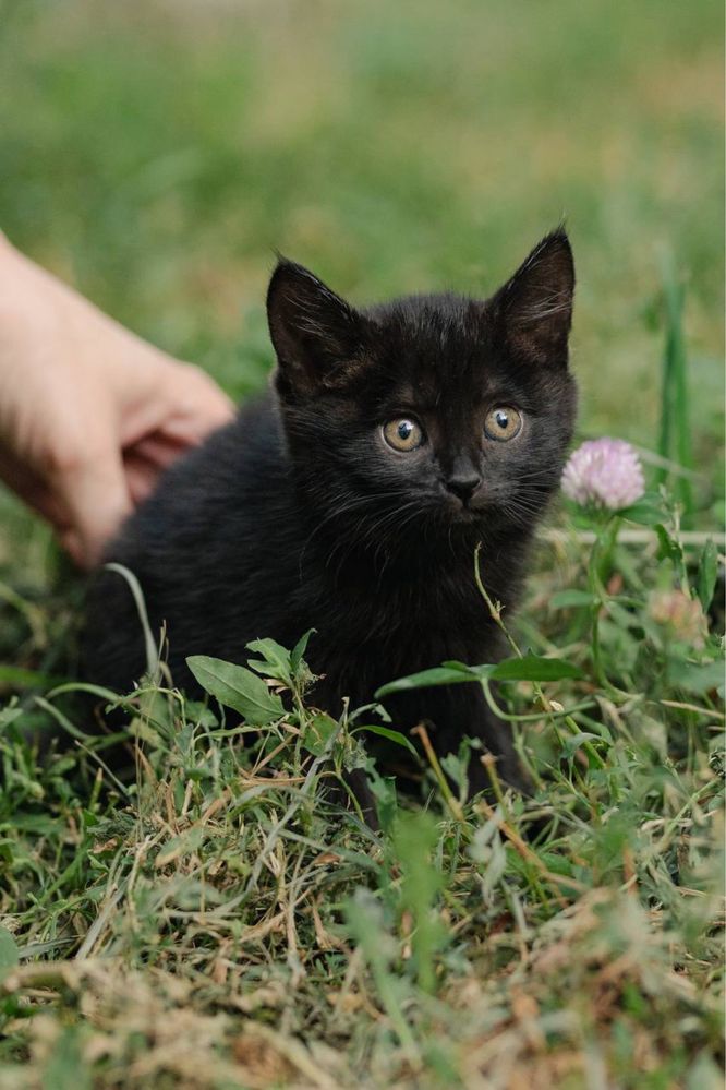 Котенок в добрые руки