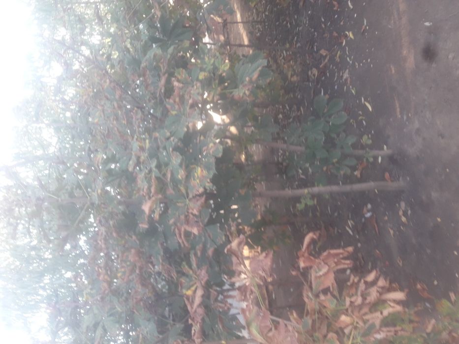 Paltin Stejar mesteacăn tei platan frasin etc