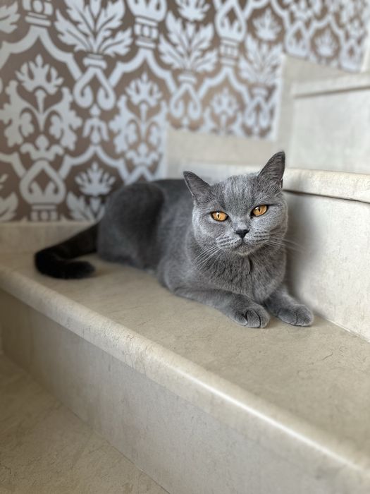 Британски котета