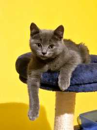 Vând pui british shorthair