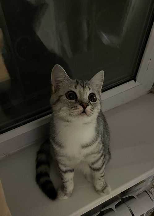 продам котенка скоттиш страйт