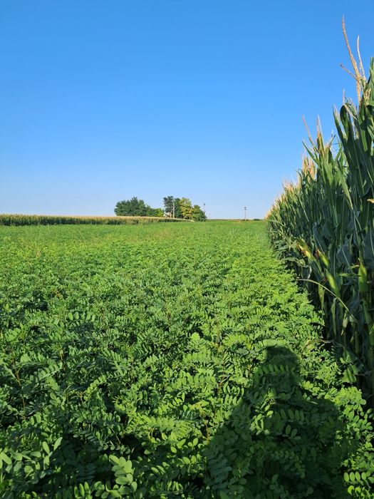 Vând puieți de salcam