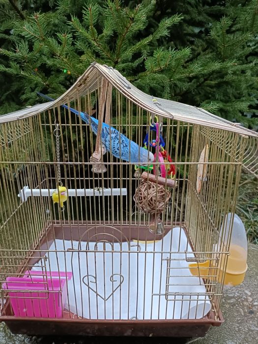 Vând  Colivie +Peruși.