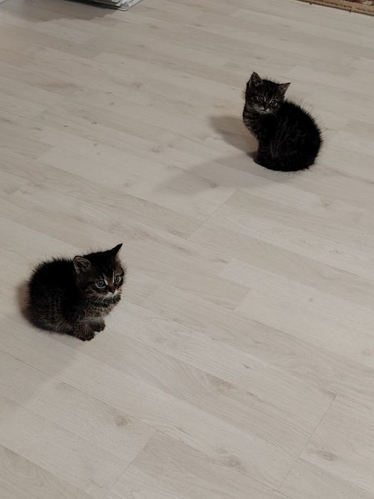 Donez doi pui pisica cca 2 luni