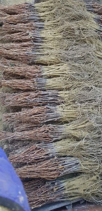 Producător butasi vita de vie hibrid