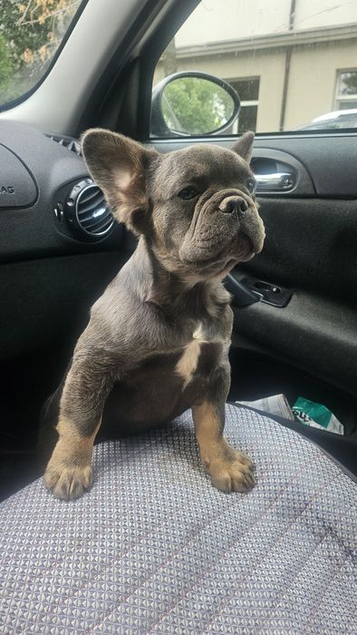 Визуално Флъфи Шоко Френски Булдог