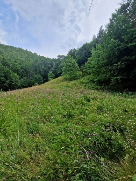 Teren intravilan Bulz-Munteni