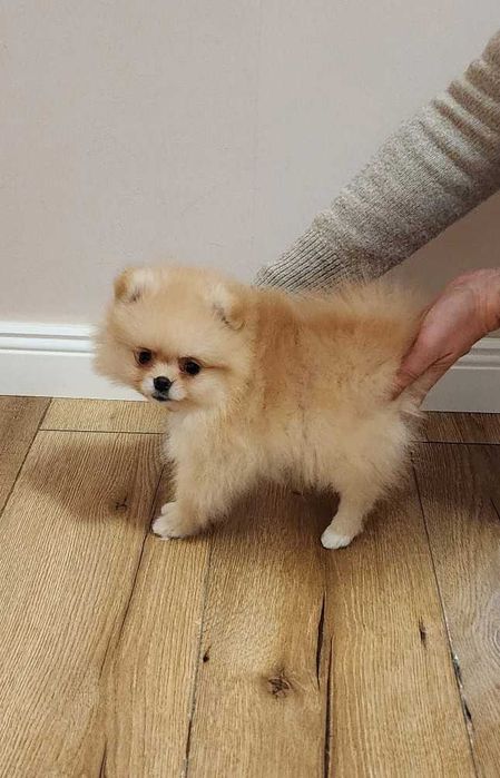 Pomeranian FCI Pedigree, tip A, Beartype, parinti campioni Romania