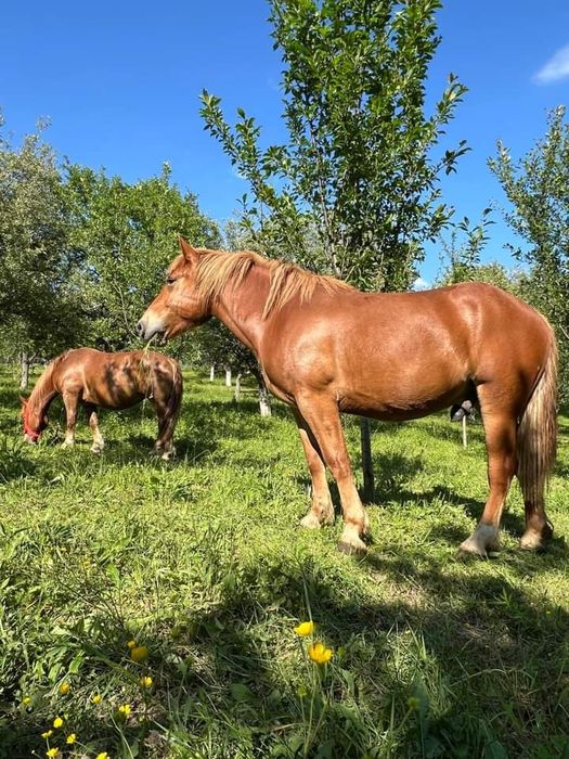 Vând o iapa și un manz